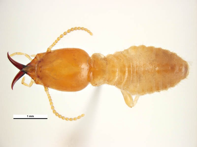 Coptotermes acinaciformis termite