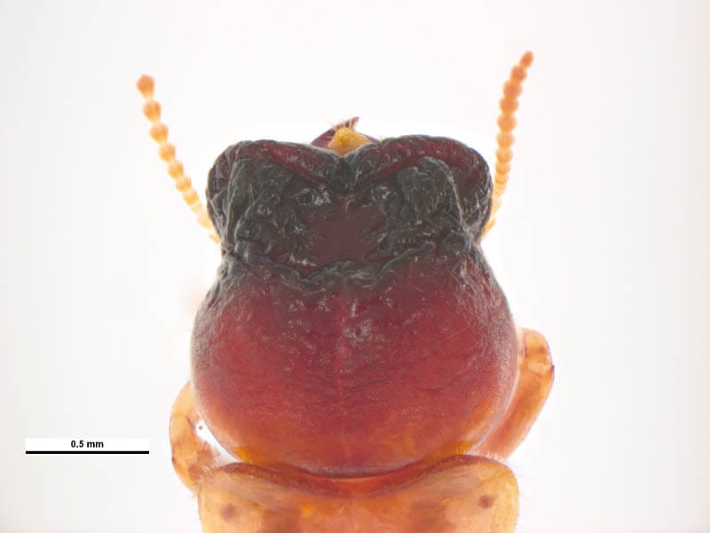 Cryptotermes brevis image 1