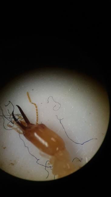 Heterotermes ferox - Forest Termite