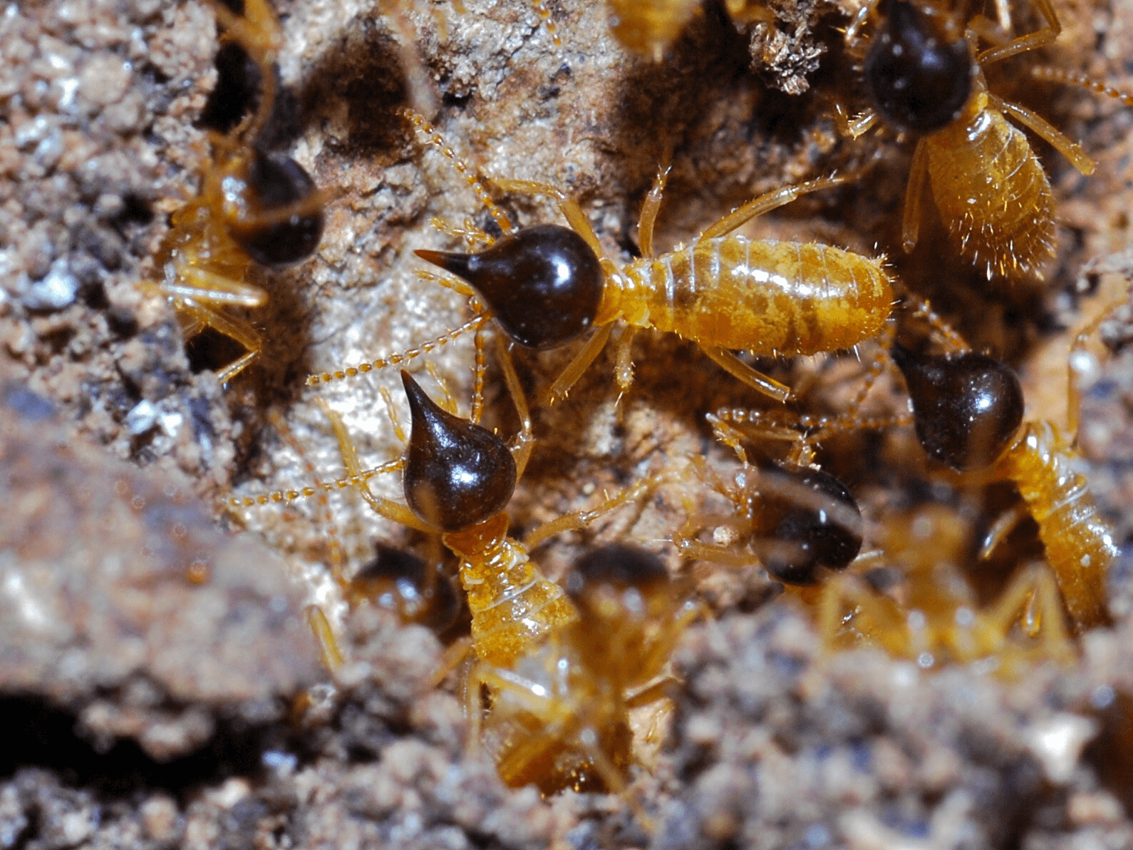 Nasutitermes Termites