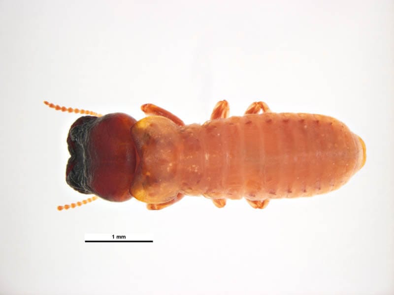 Cryptotermes brevis image 2